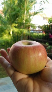 The most beautiful apple - an apple from my guru.